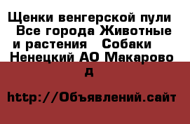 Щенки венгерской пули - Все города Животные и растения » Собаки   . Ненецкий АО,Макарово д.